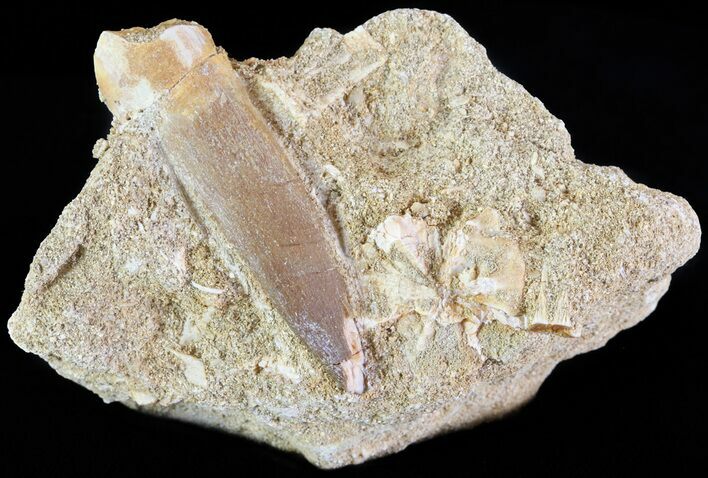 Fossil Plesiosaur (Zarafasaura) Tooth In Rock #61090